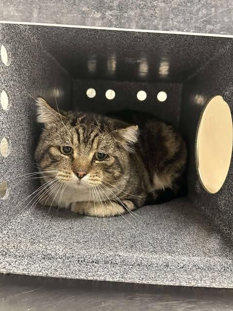 Picture of the Animal Listed