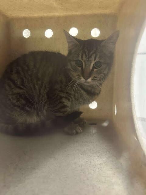 Picture of the Animal Listed