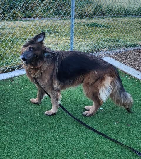 Picture of the Animal Listed