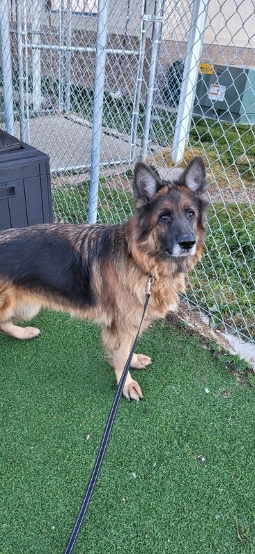 Picture of the Animal Listed