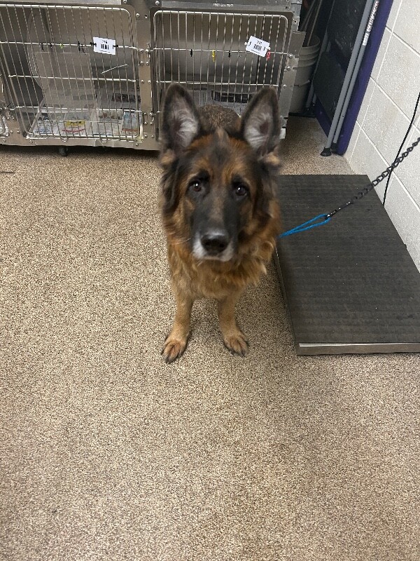 Picture of the Animal Listed