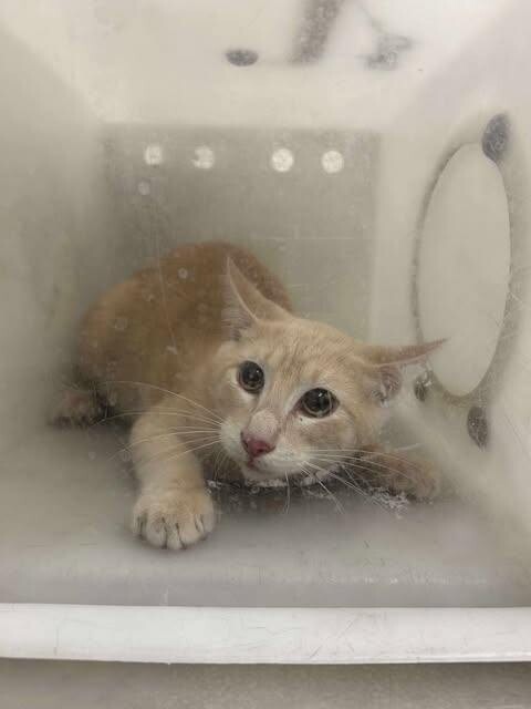 Picture of the Animal Listed