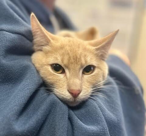 Picture of the Animal Listed