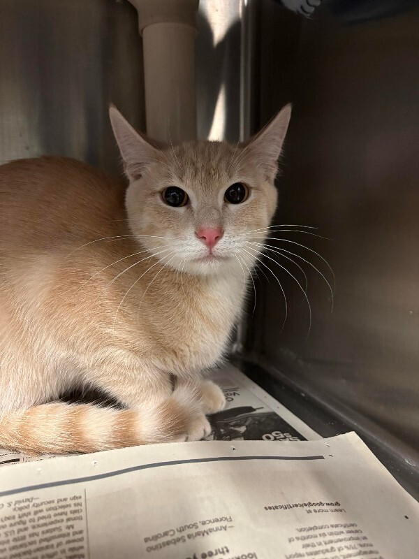 Picture of the Animal Listed