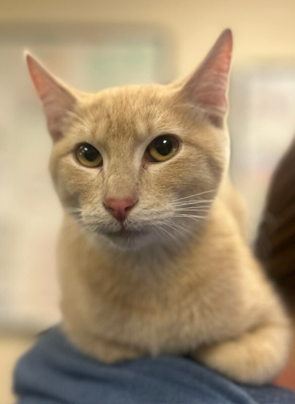 Picture of the Animal Listed