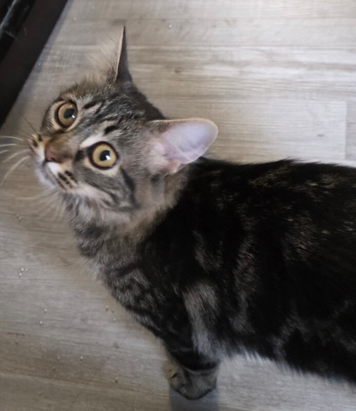 Picture of the Animal Listed