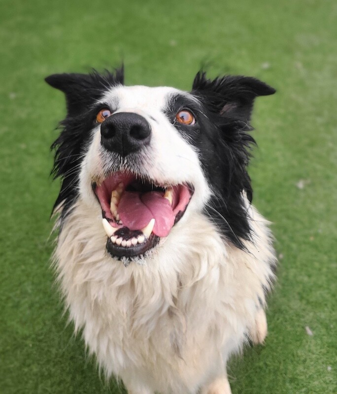 Picture of the Animal Listed