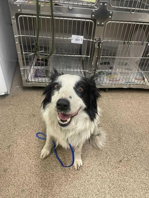 Picture of the Animal Listed