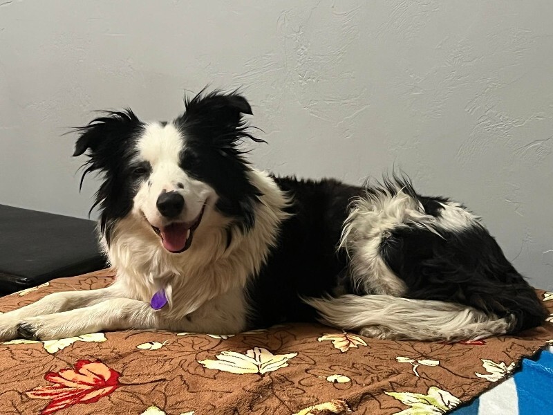 Picture of the Animal Listed