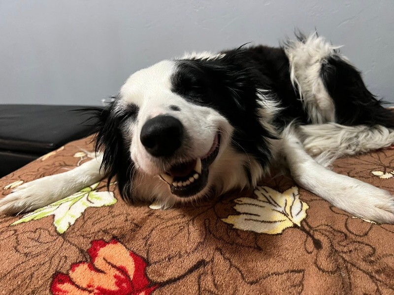 Picture of the Animal Listed