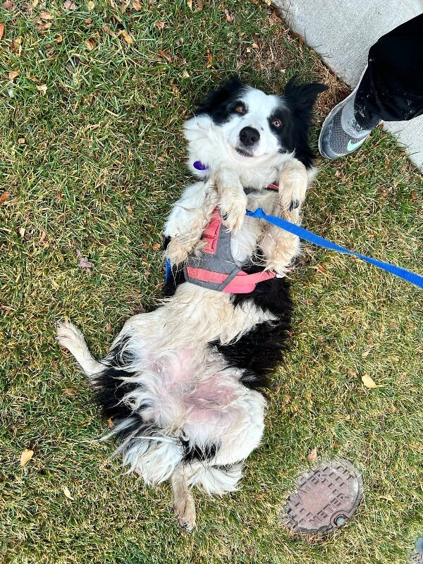 Picture of the Animal Listed