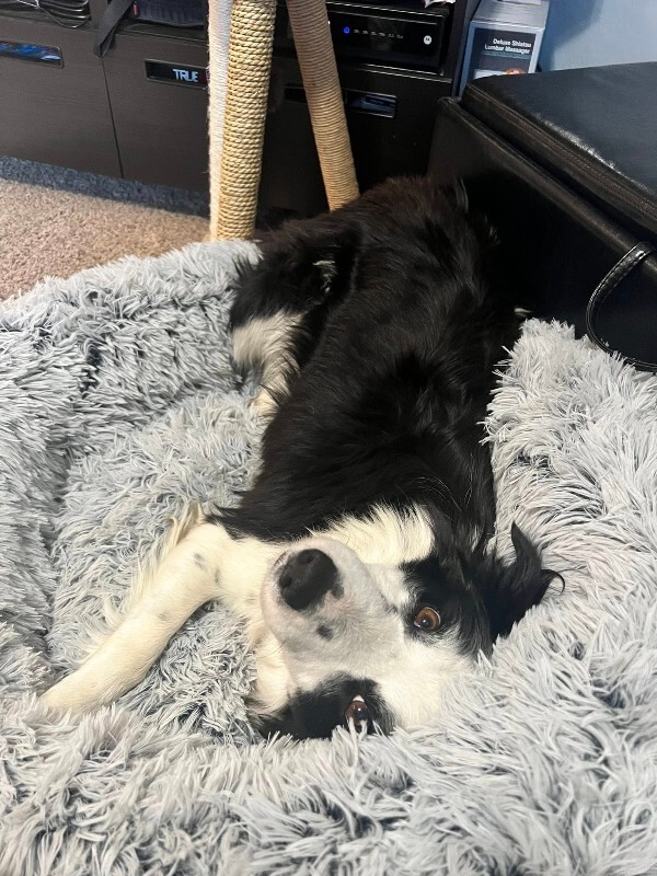 Picture of the Animal Listed