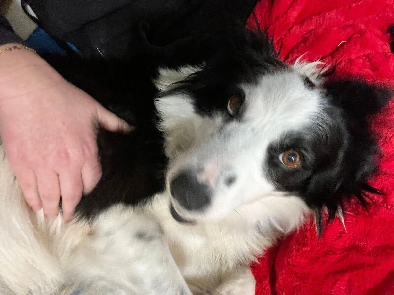 Picture of the Animal Listed