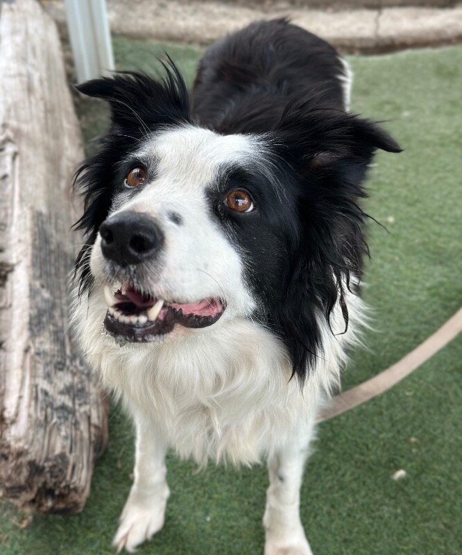 Picture of the Animal Listed