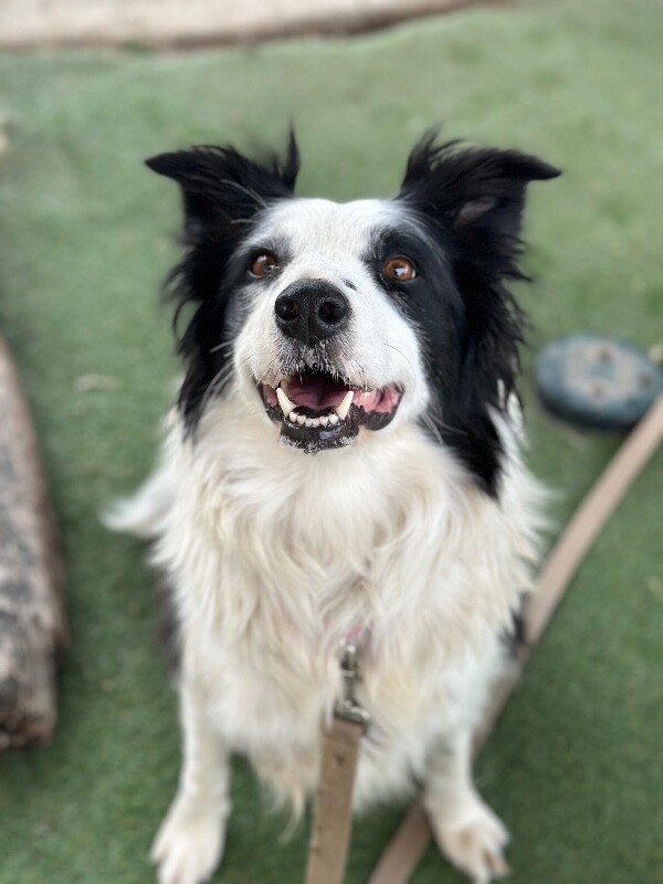 Picture of the Animal Listed