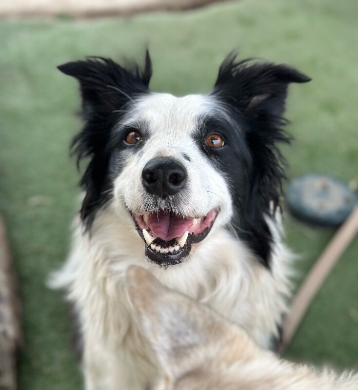 Picture of the Animal Listed