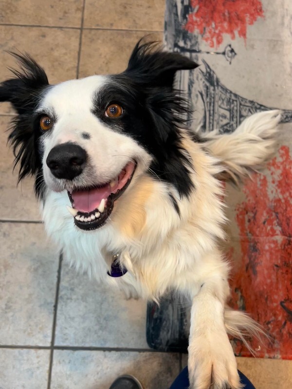 Picture of the Animal Listed