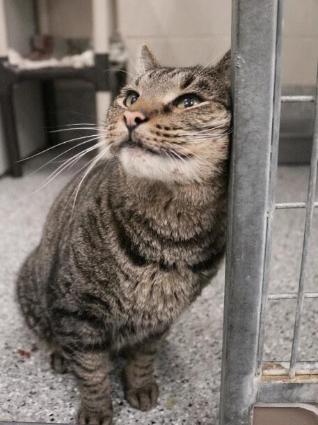 Picture of the Animal Listed