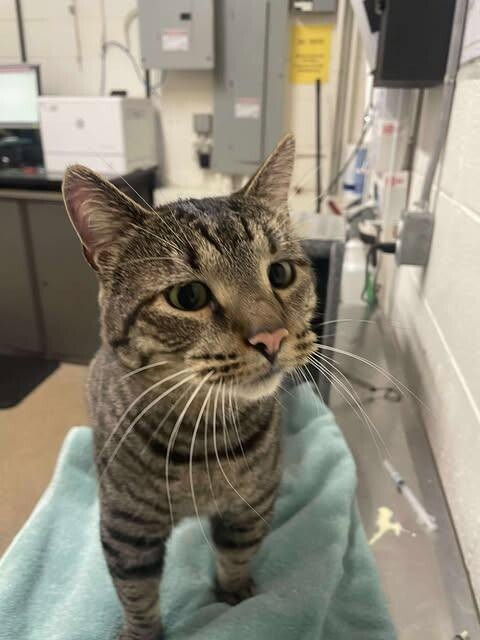 Picture of the Animal Listed