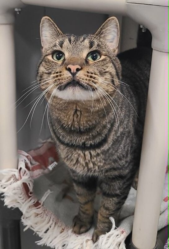 Picture of the Animal Listed