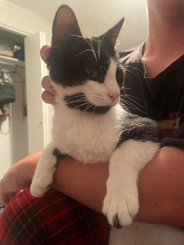 Picture of the Animal Listed