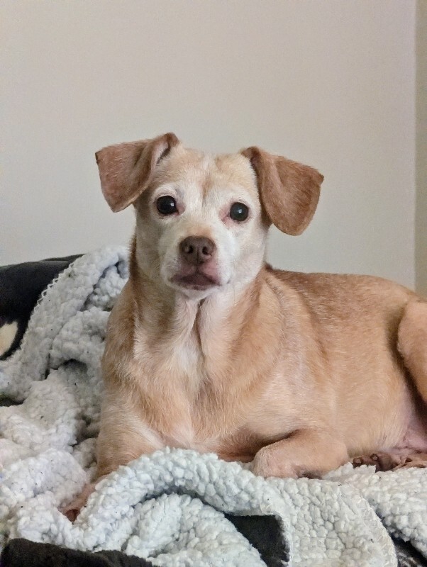 Picture of the Animal Listed