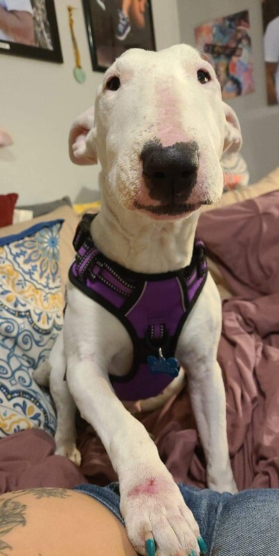 Picture of the Animal Listed