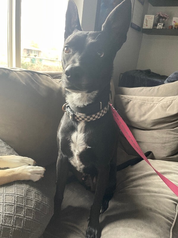 Picture of the Animal Listed