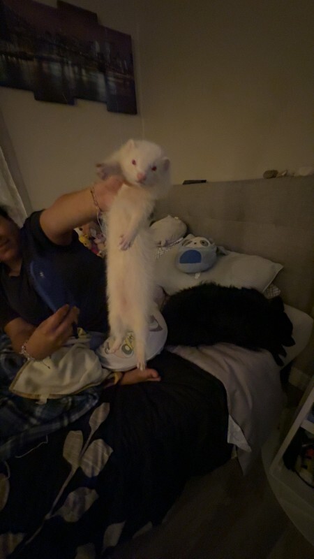 Picture of the Animal Listed