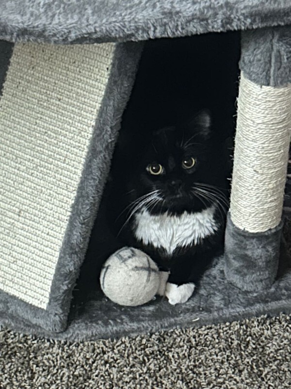 Picture of the Animal Listed