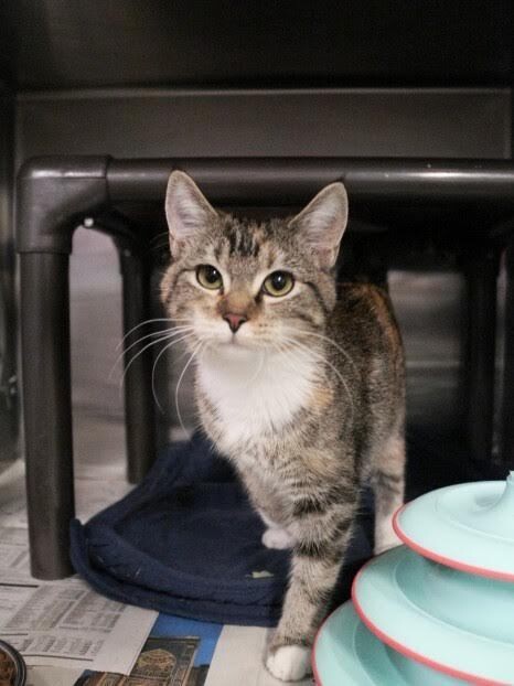 Picture of the Animal Listed