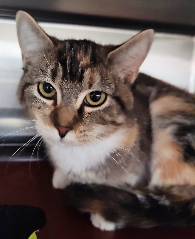 Picture of the Animal Listed