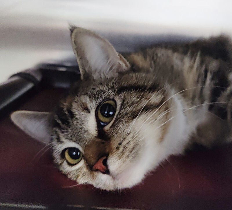 Picture of the Animal Listed