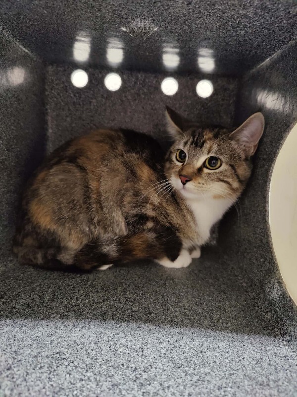 Picture of the Animal Listed