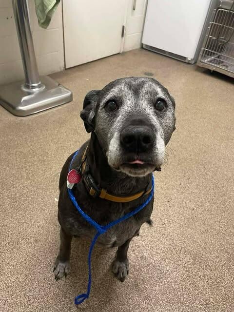 Picture of the Animal Listed