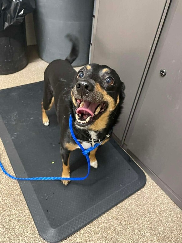 Picture of the Animal Listed