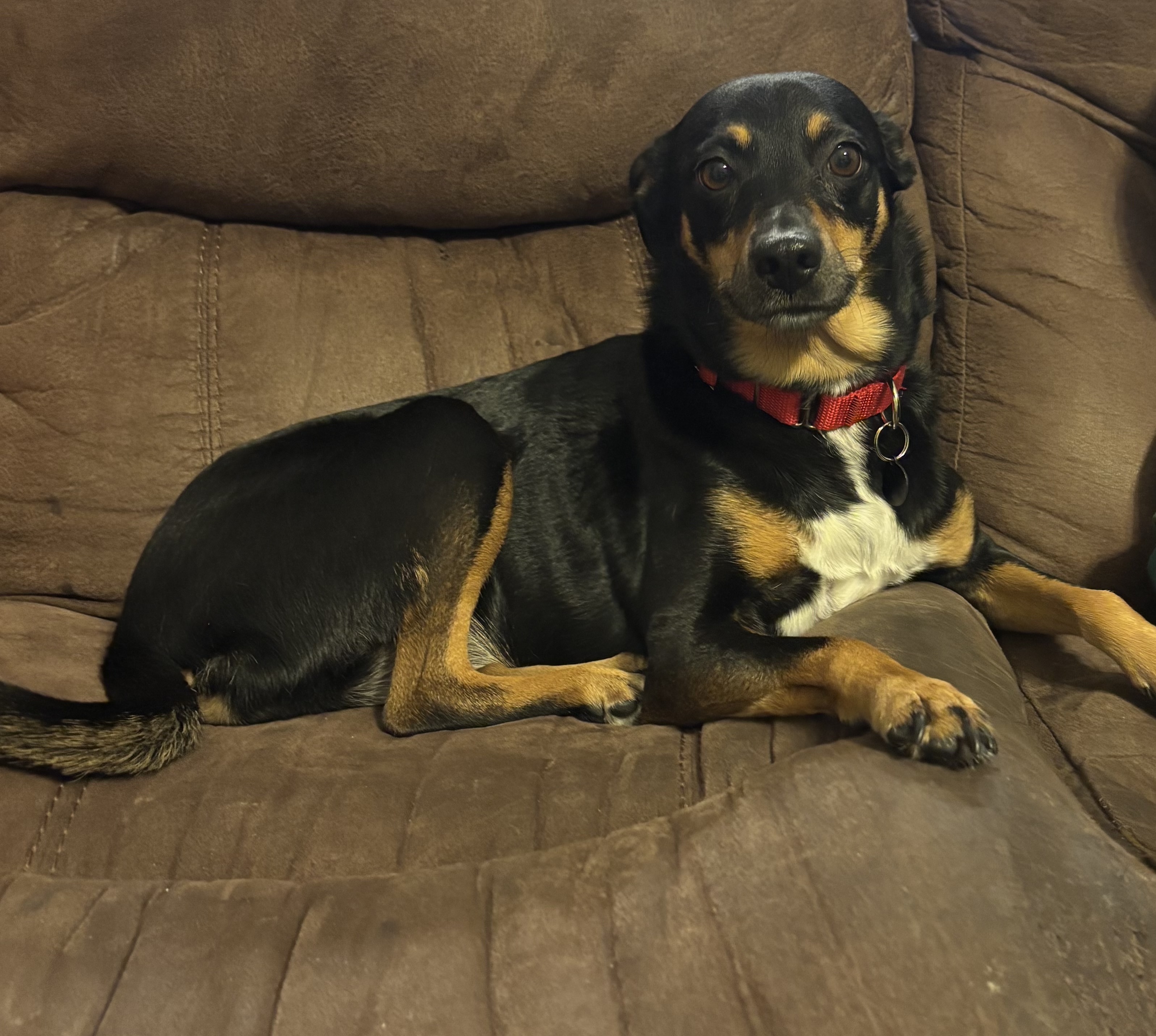 Picture of the Animal Listed