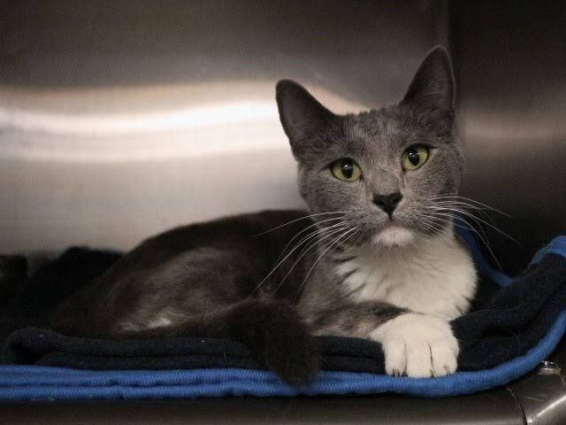 Picture of the Animal Listed