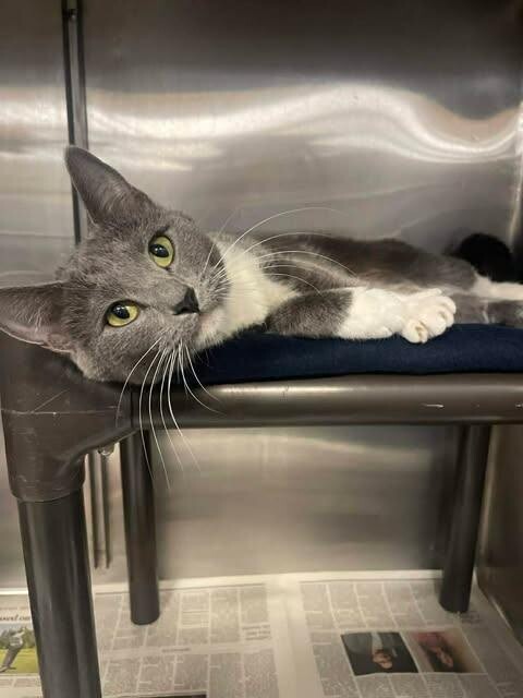 Picture of the Animal Listed