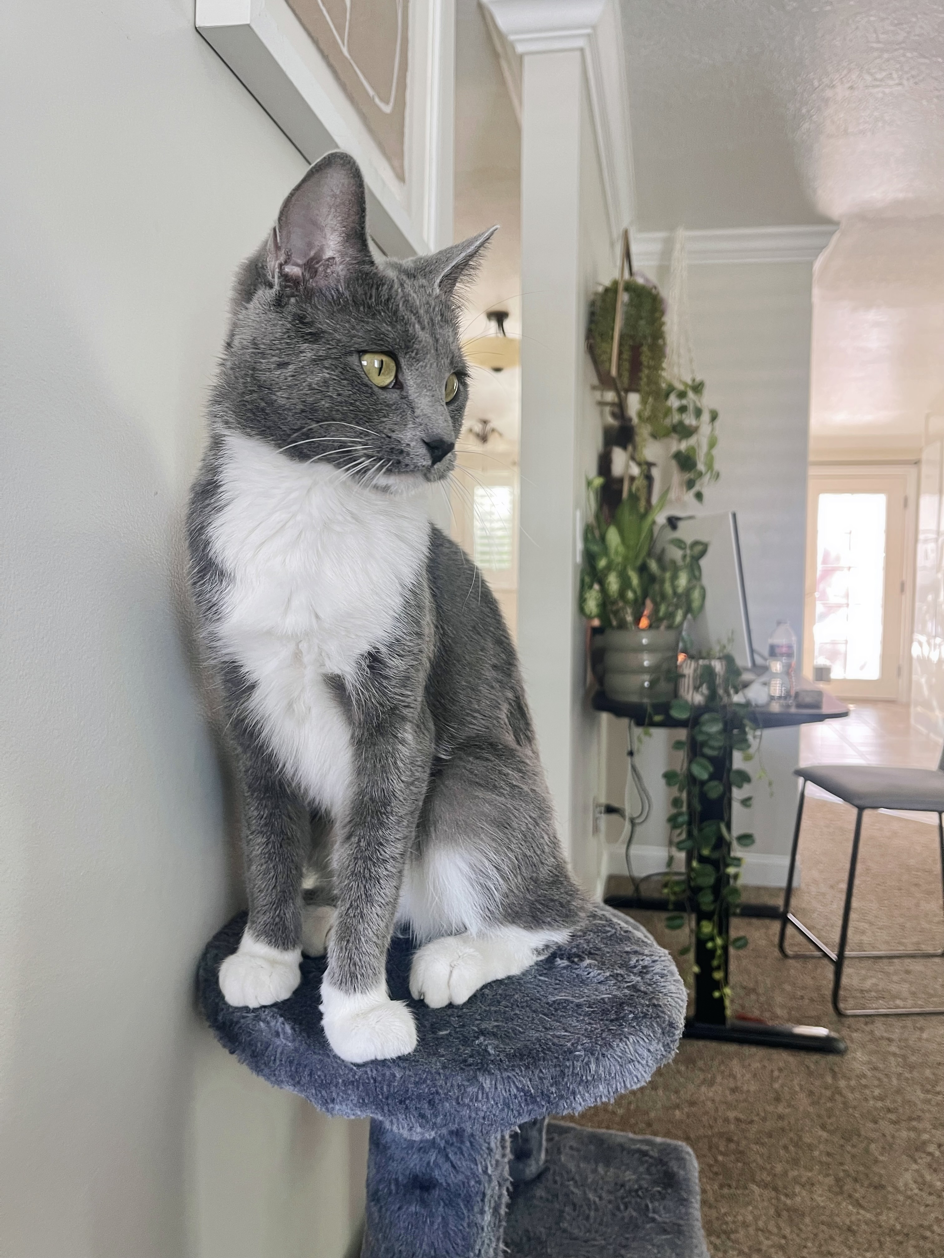 Picture of the Animal Listed