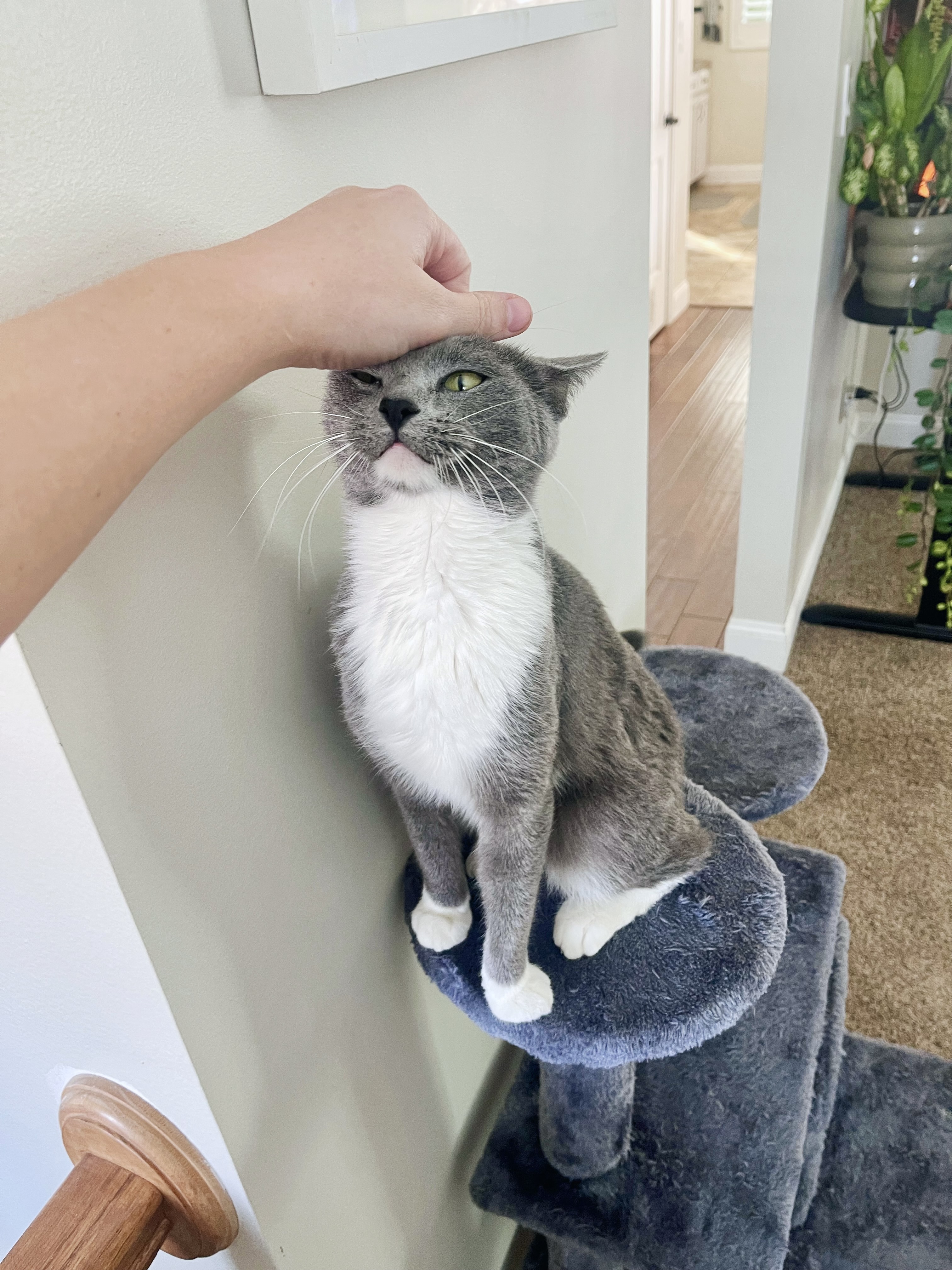 Picture of the Animal Listed