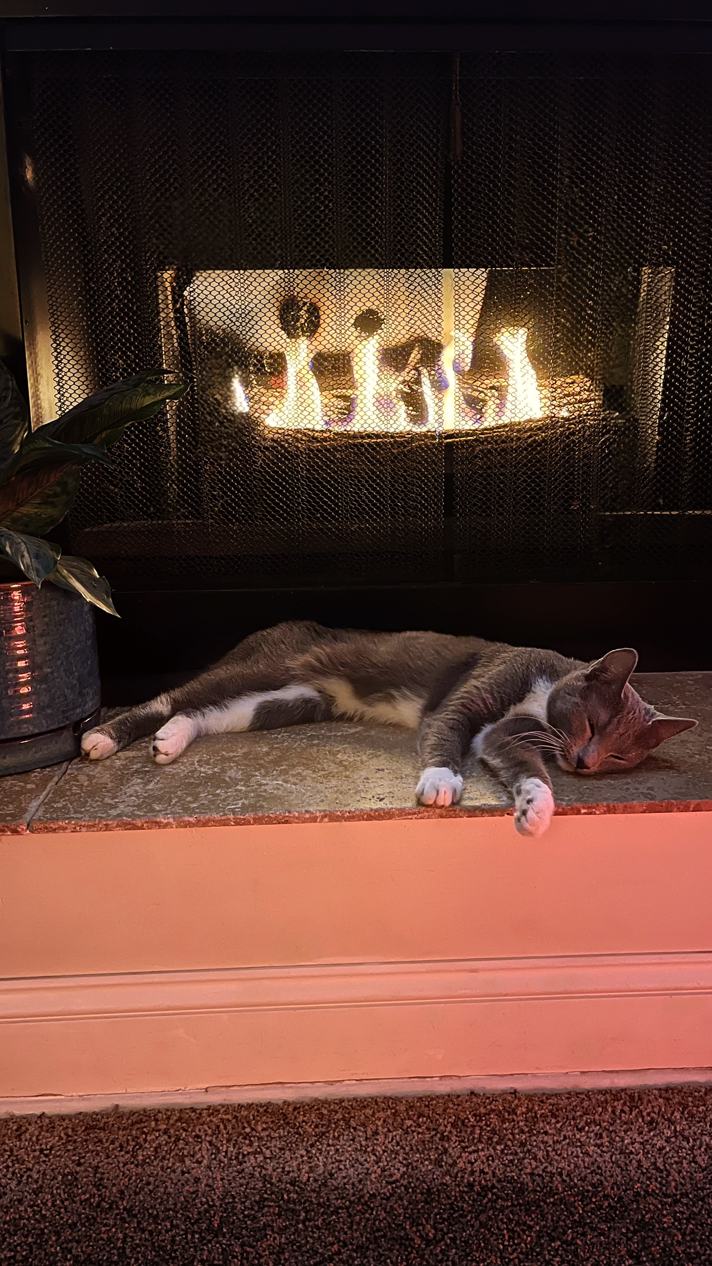 Picture of the Animal Listed