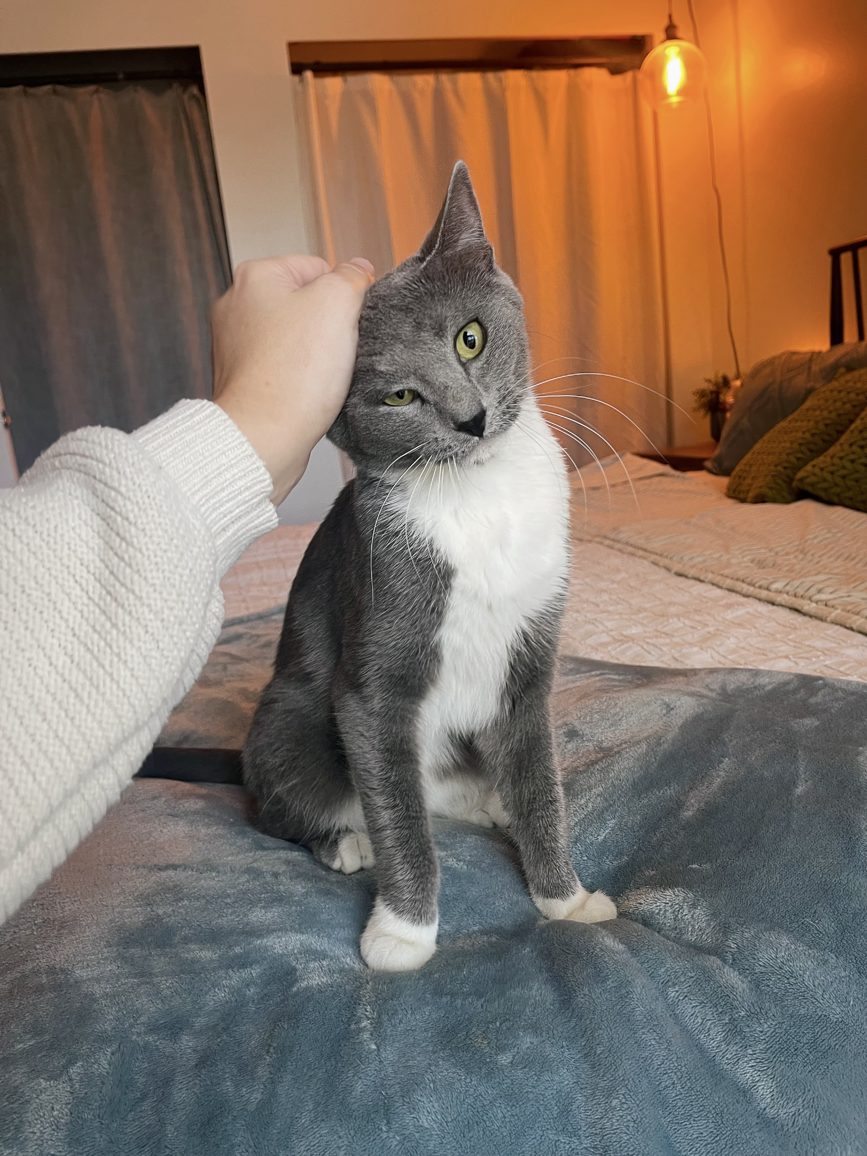 Picture of the Animal Listed