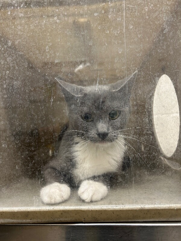 Picture of the Animal Listed