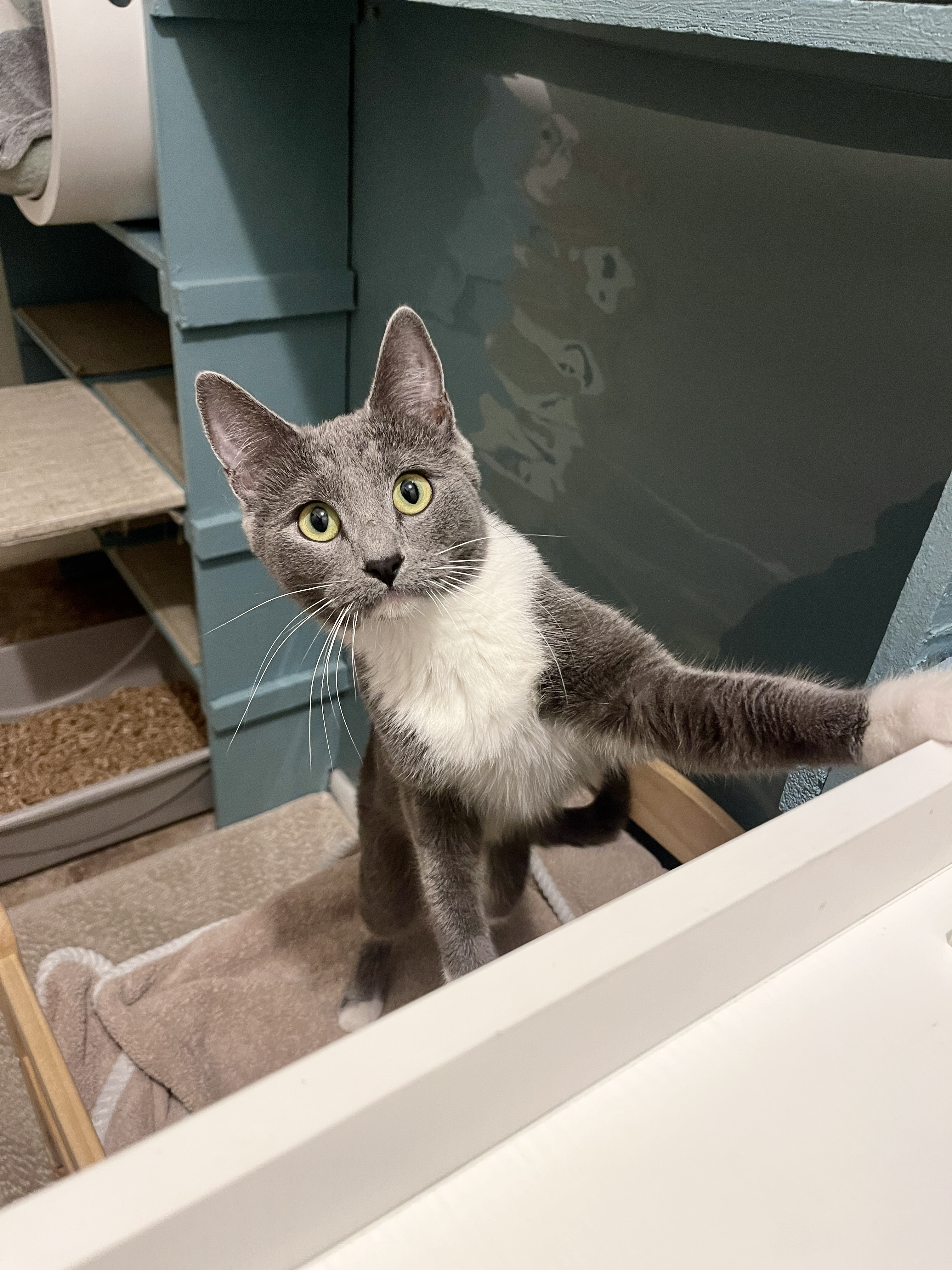 Picture of the Animal Listed