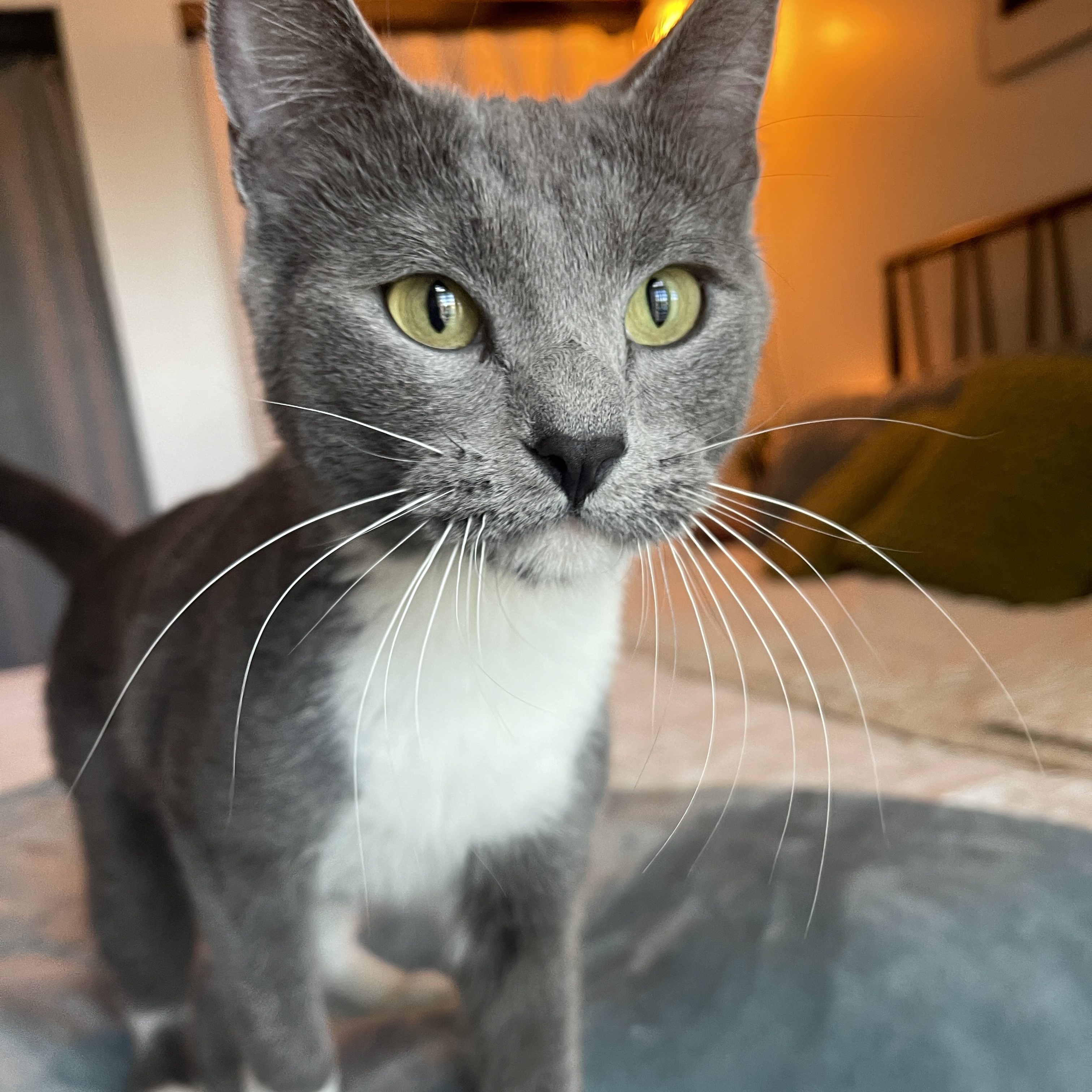 Picture of the Animal Listed