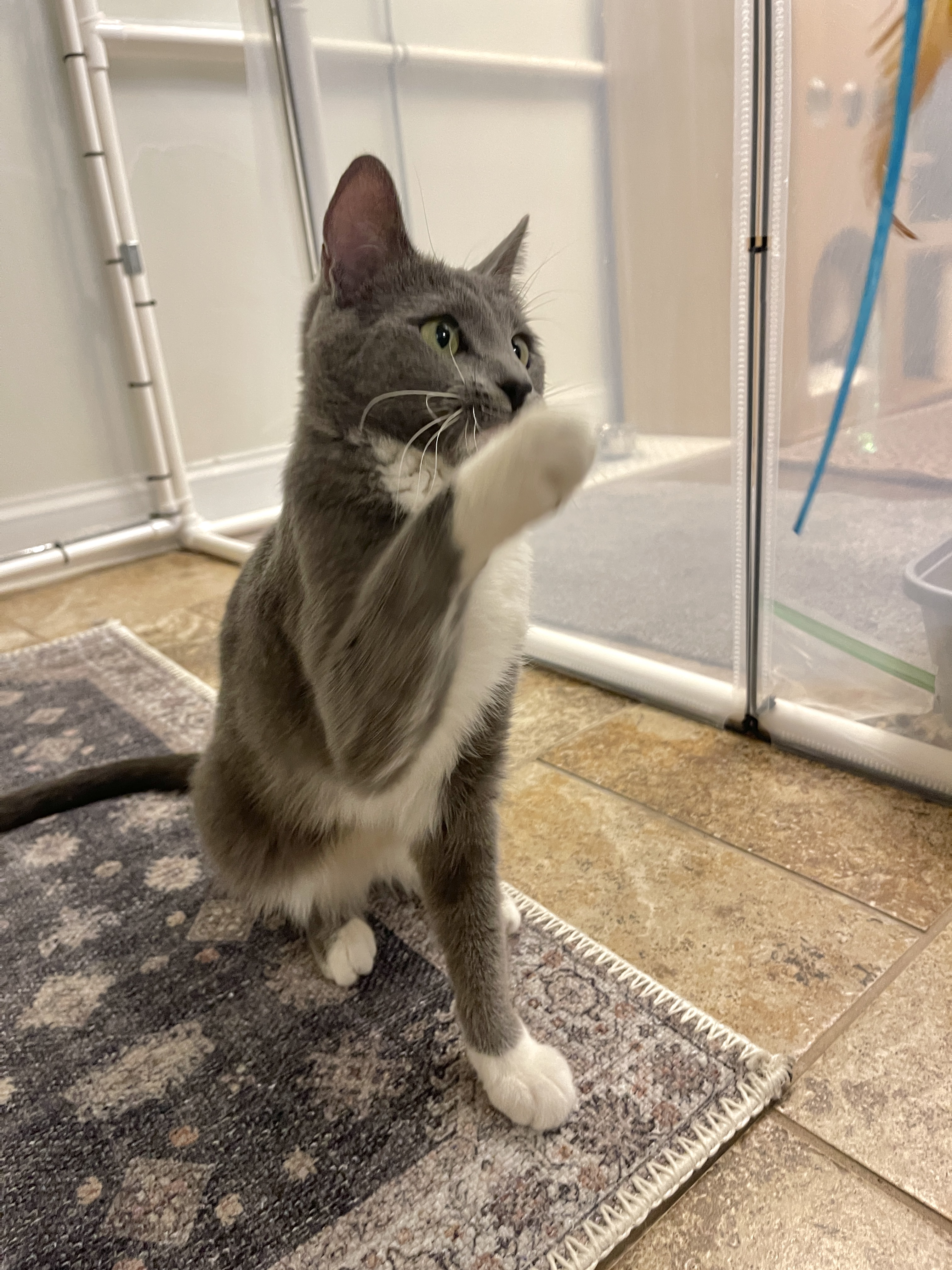 Picture of the Animal Listed