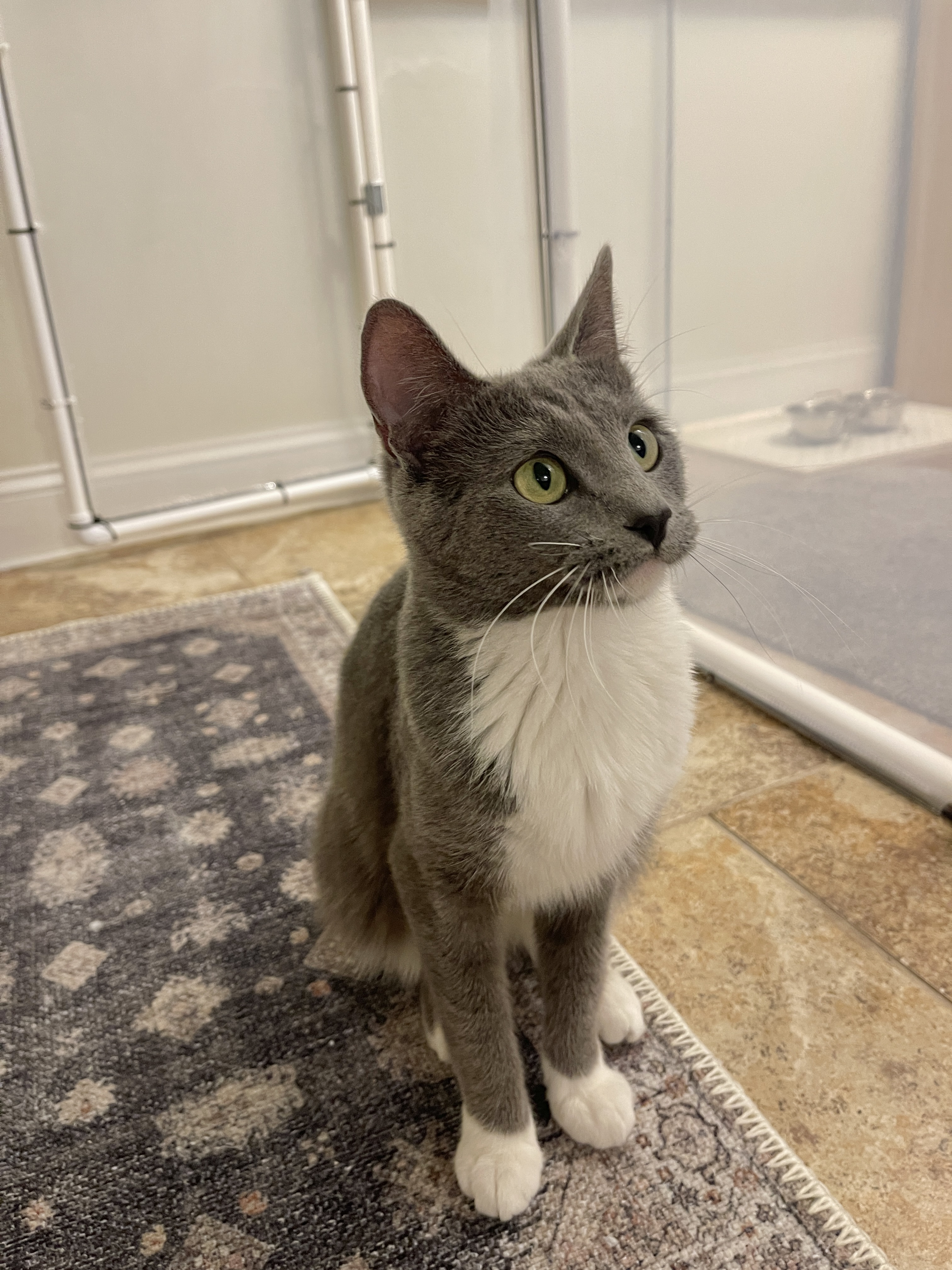 Picture of the Animal Listed