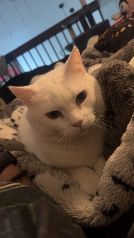 Picture of the Animal Listed