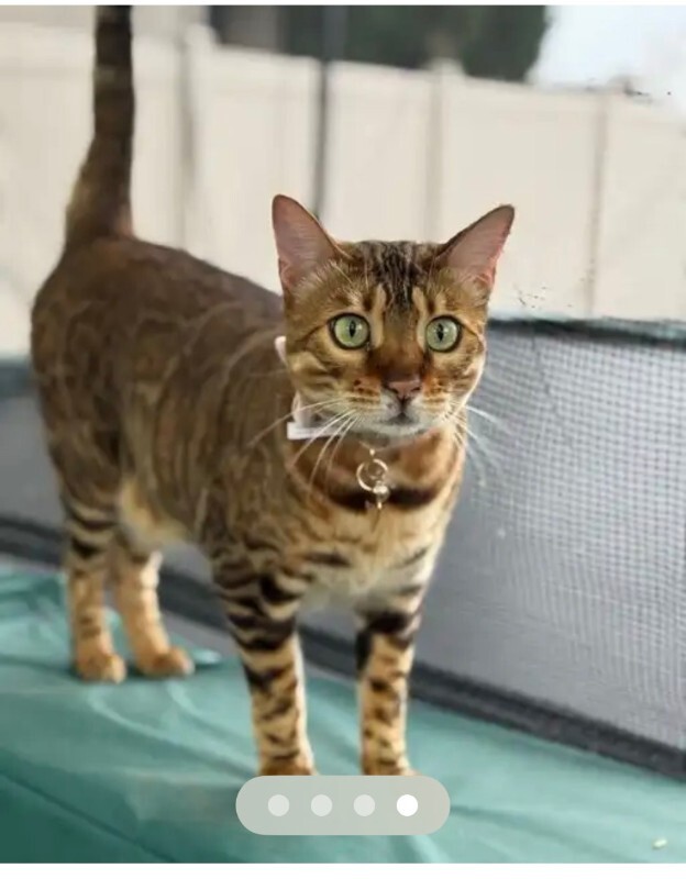 Picture of the Animal Listed